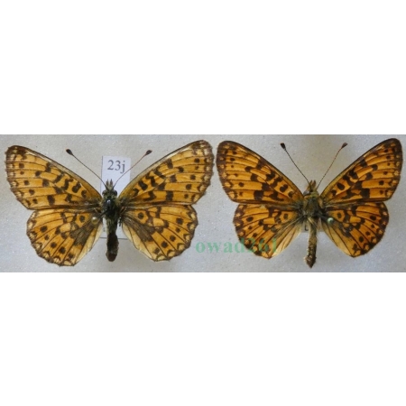 Boloria selene (Denis & Schiffermüller, 1775) pair Dostojka selene Czech23j